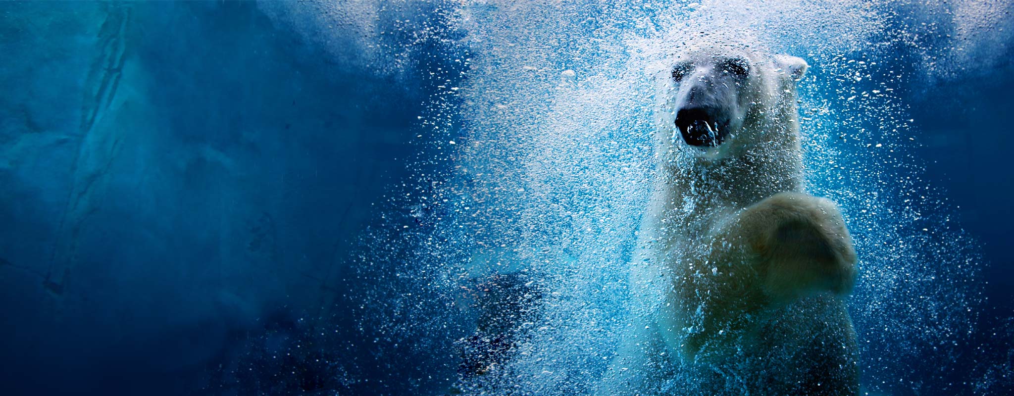Nora the polar bear under the water at Utah’s Hogle Zoo