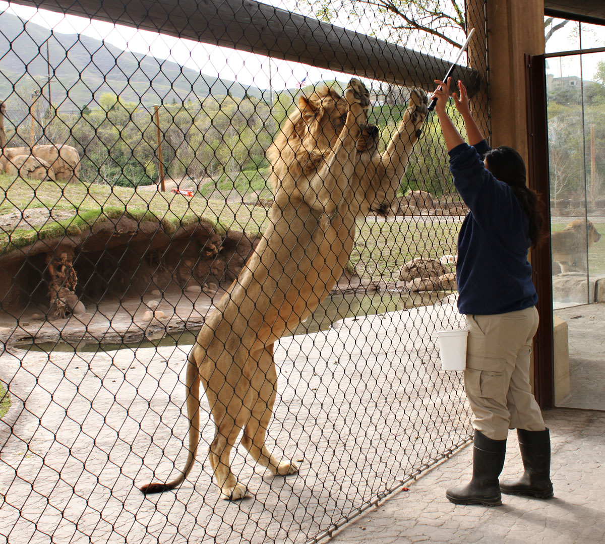 Trainer working with a lion at Hogle Zoo